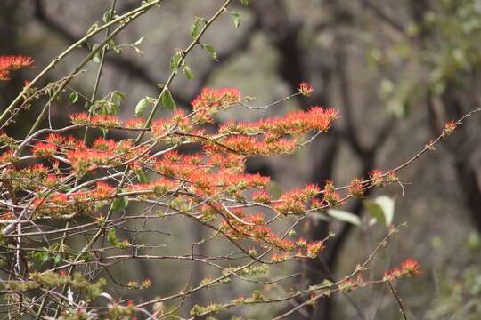 Image de Combretum paniculatum Vent.