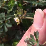 Semiaquilegia adoxoides (DC.) Makino resmi