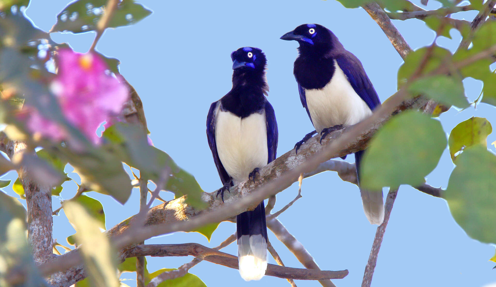 Imagem de Cyanocorax affinis Pelzeln 1856