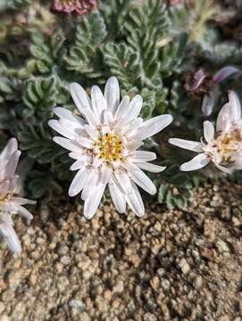 Image de Leucheria leontopodioides (Kuntze) K. Schum.