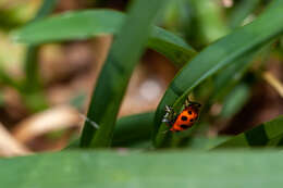 Sivun Coleomegilla maculata fuscilabris (Mulsant 1866) kuva