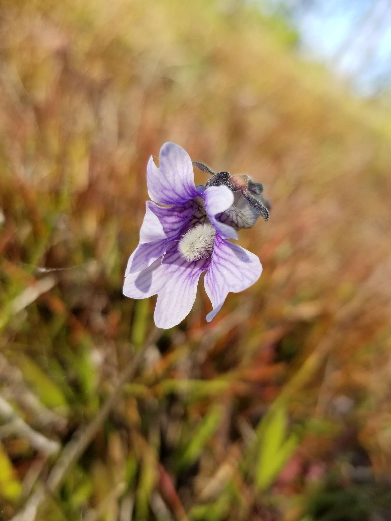 Image de Pinguicula caerulea Walt.