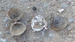 Image of Golden Freshwater Clam