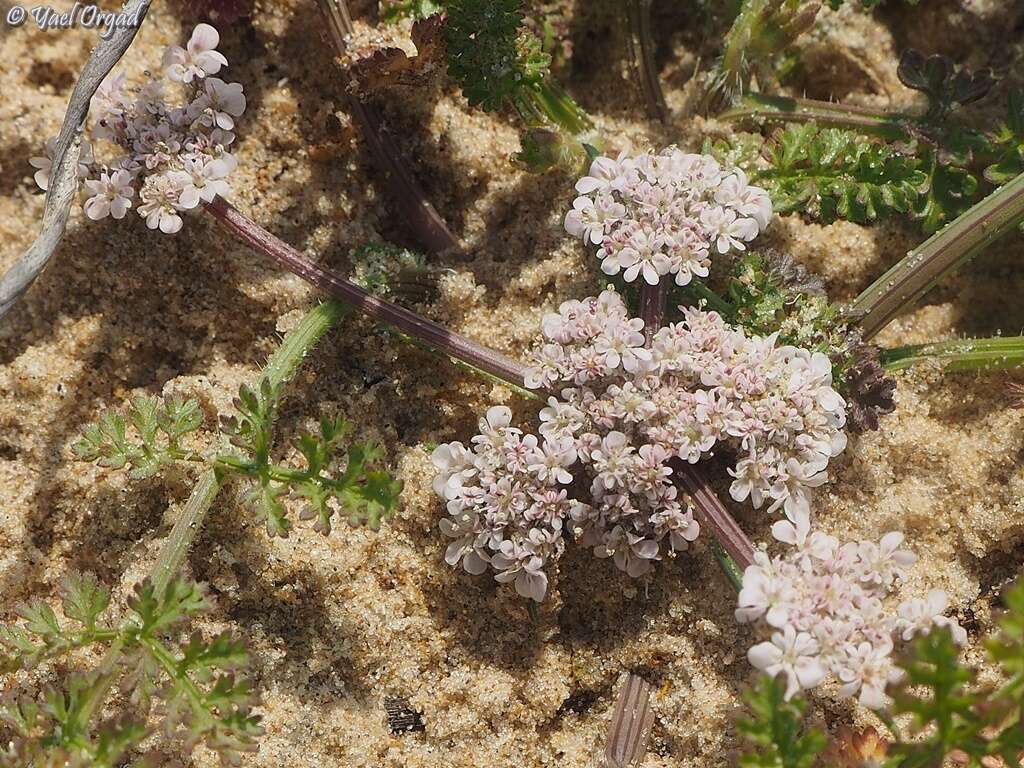 Daucus pumilus (L.) Hoffm. & Link resmi