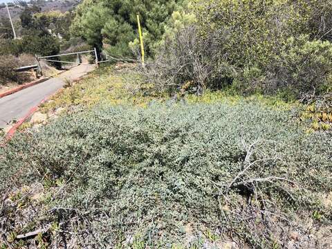 Acacia redolens Maslin resmi