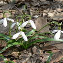 Image of Galanthus lagodechianus Kem.-Nath.