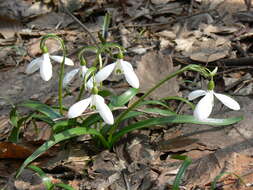 Image of Galanthus lagodechianus Kem.-Nath.