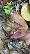 Sivun Hirtella paniculata Sw. kuva