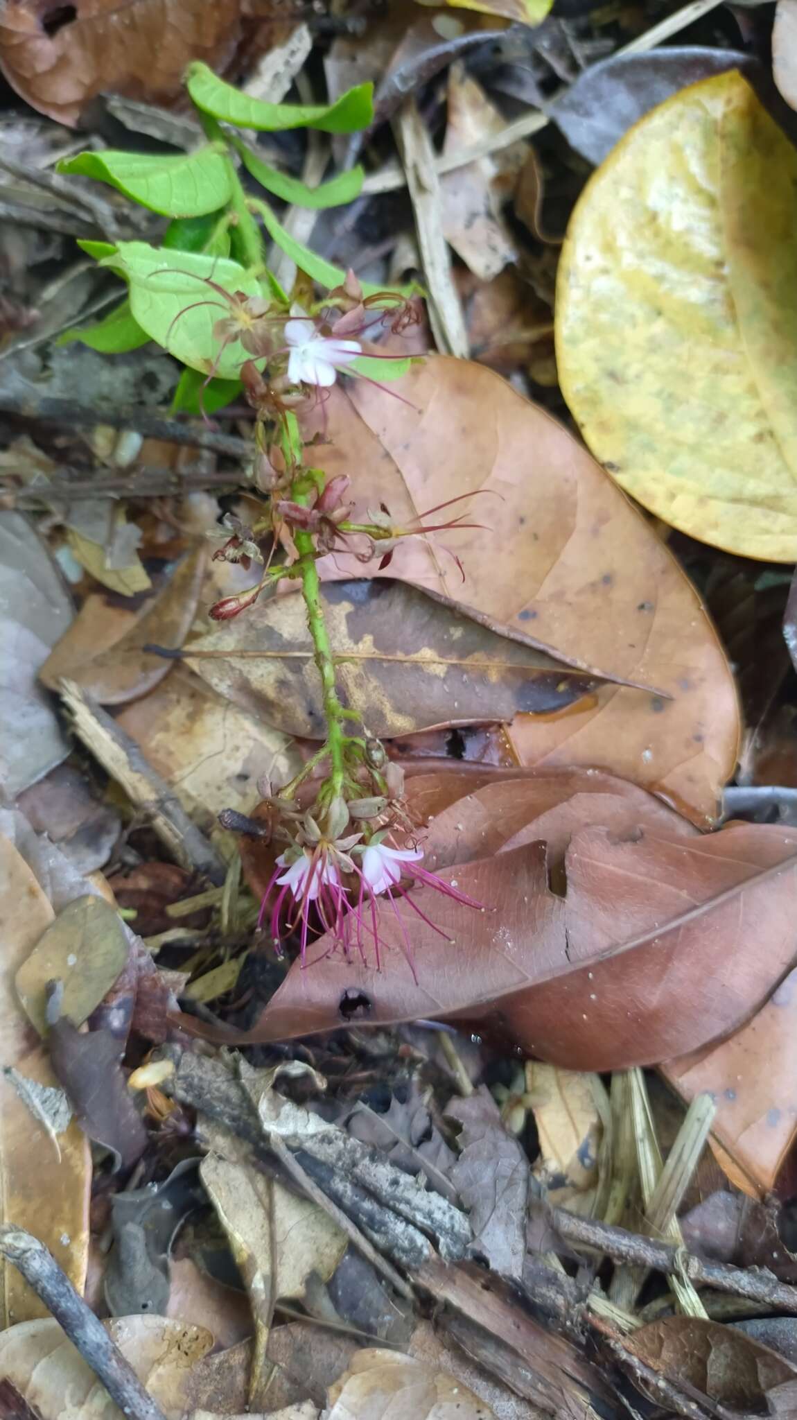 Imagem de Hirtella paniculata Sw.