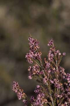 Слика од Erica mauritanica L.