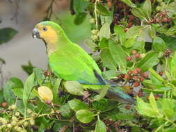 Image of Eupsittula pertinax pertinax (Linnaeus 1758)