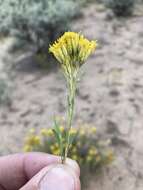 Image of Vasey's rabbitbrush