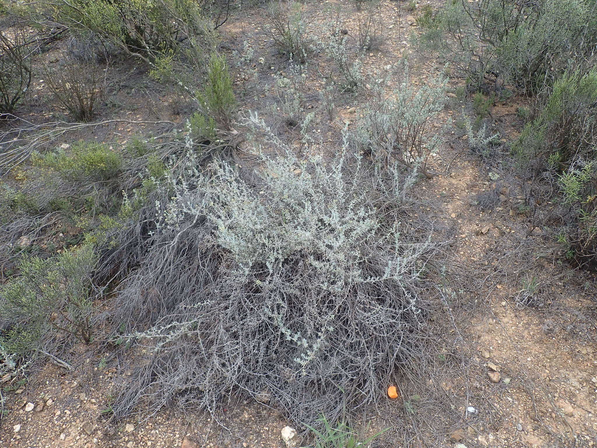 Image de Helichrysum plebeium DC.