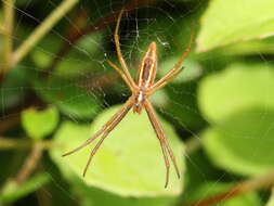 Image of Argiope protensa L. Koch 1872