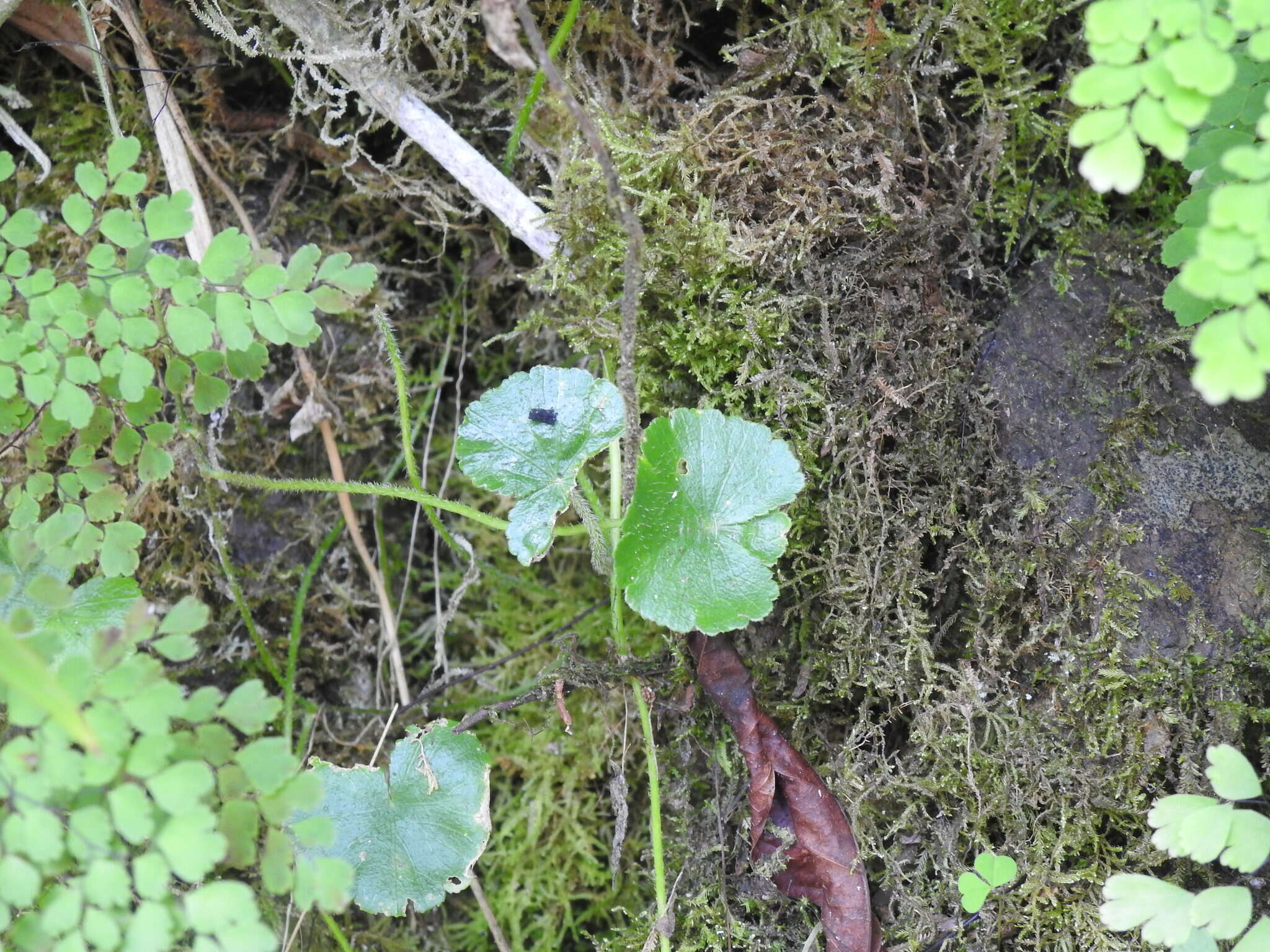 Imagem de Hydrocotyle mannii Hook. fil.