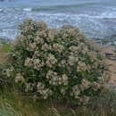 Image of <i>Brachyglottis <i>rotundifolia</i></i> var. rotundifolia