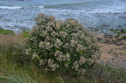 Image de <i>Brachyglottis <i>rotundifolia</i></i> var. rotundifolia