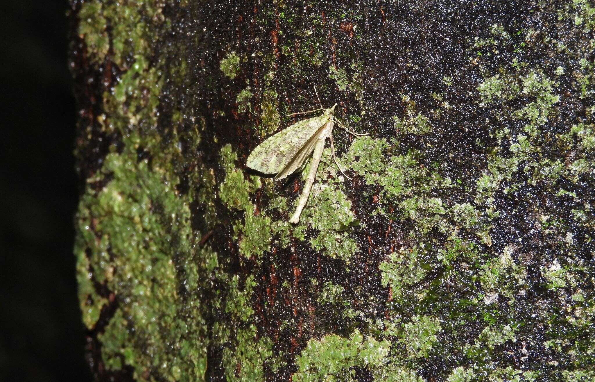 Image of kāmahi green spindle