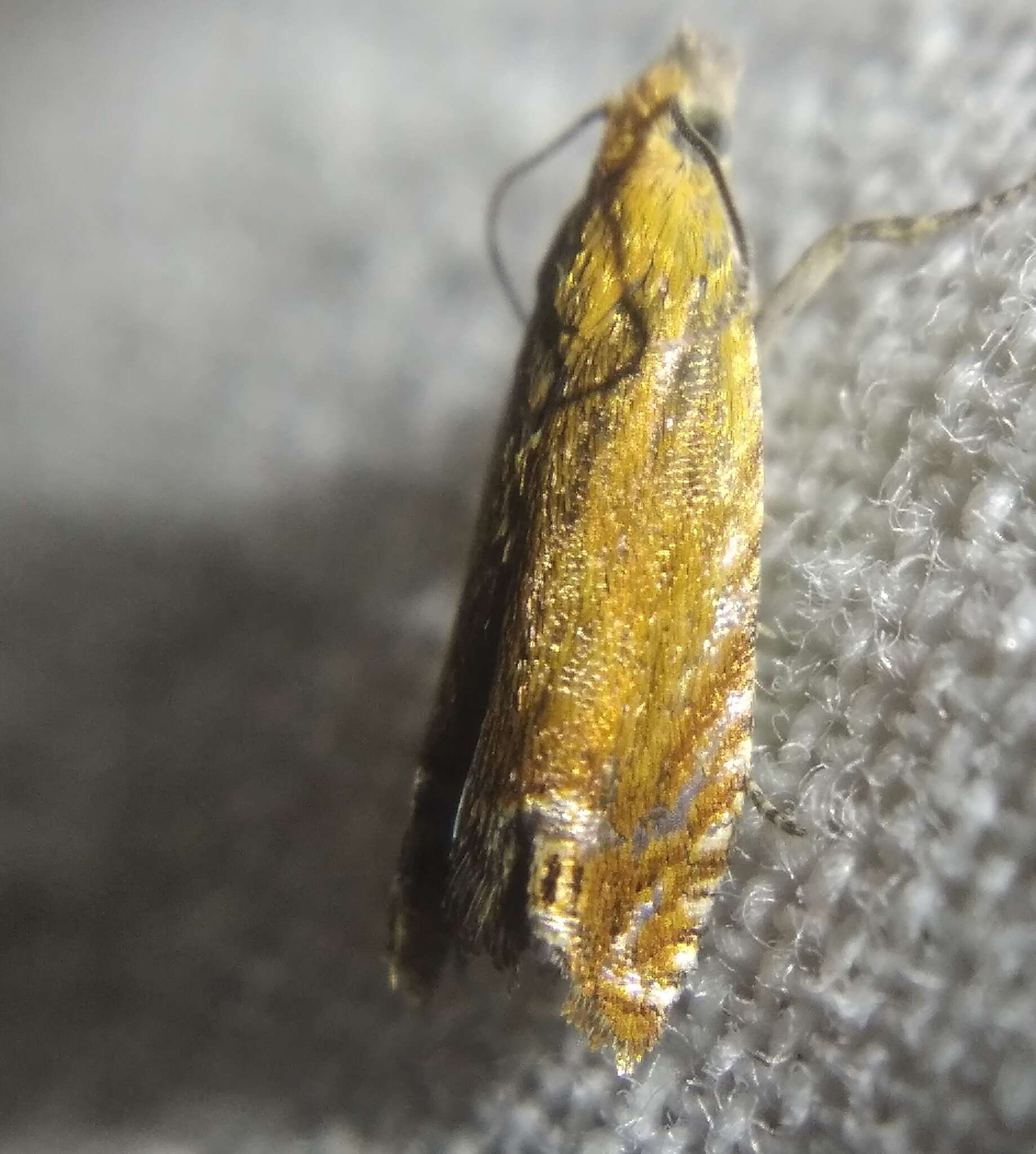 Image of Lathronympha