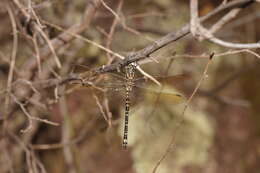 Image of Eusynthemis virgula (Selys 1874)