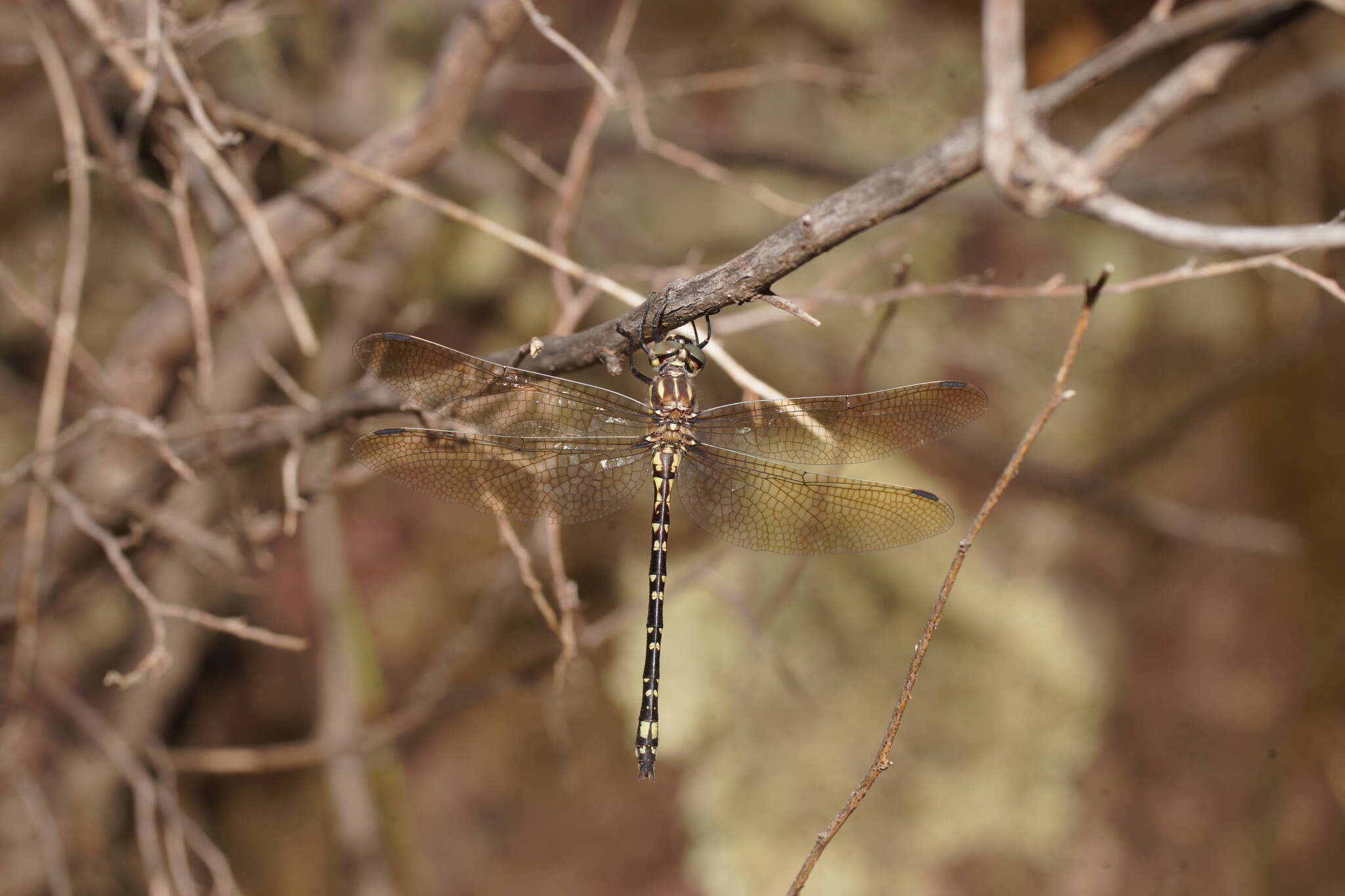 Image of Eusynthemis virgula (Selys 1874)