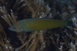 Image of Chain-line wrasse