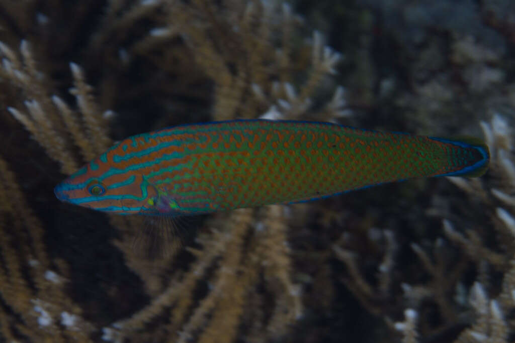 Image of Chain-line wrasse