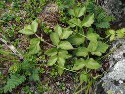 Image of Angelica saxatilis Turcz. ex Ledeb.