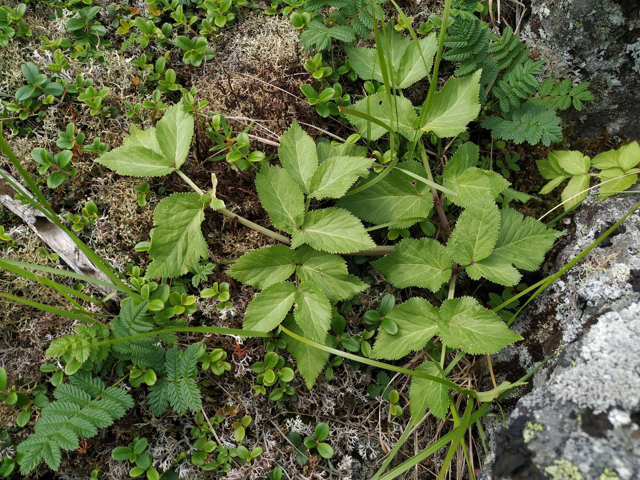 Слика од Angelica saxatilis Turcz. ex Ledeb.