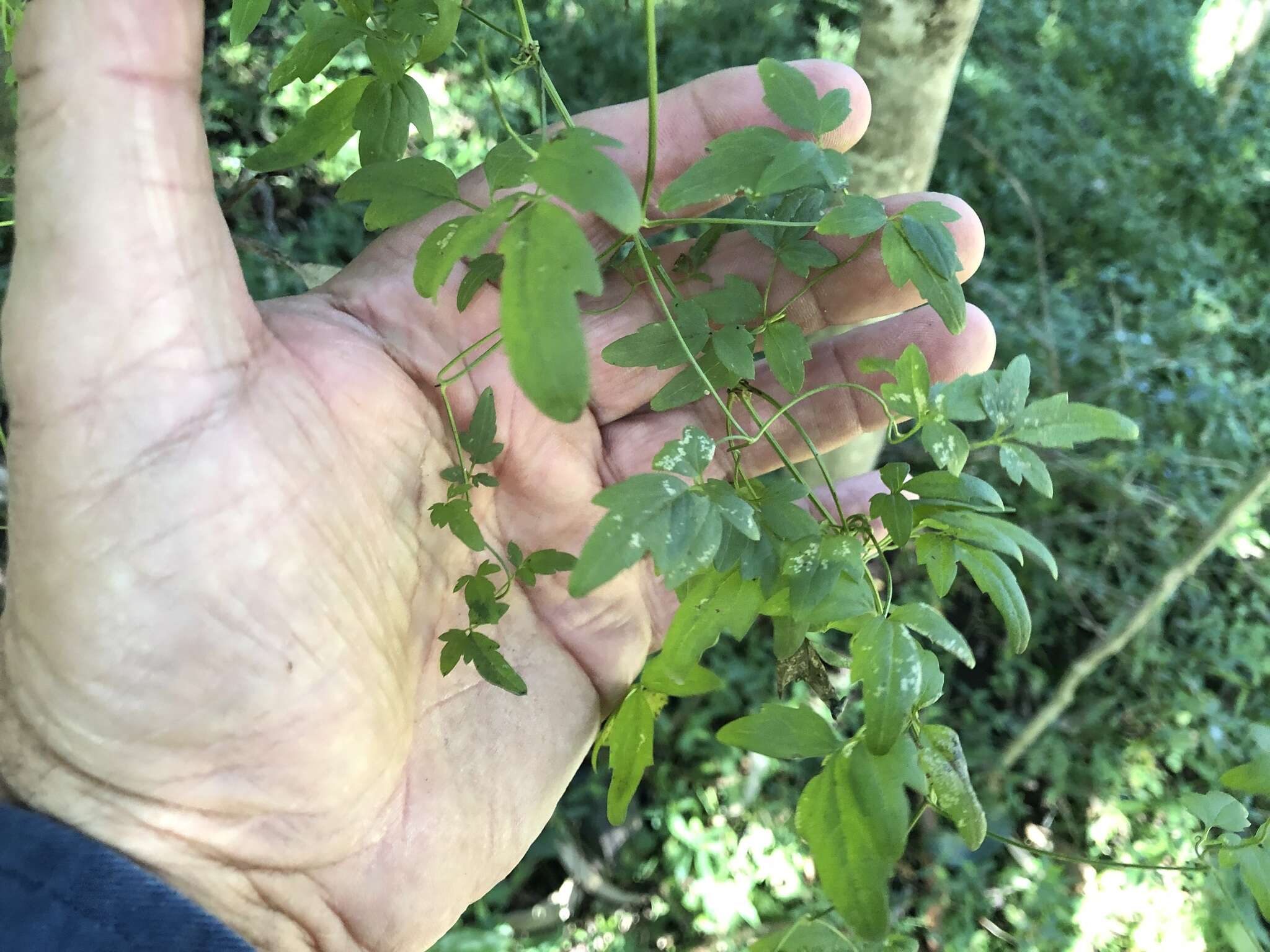 Image of Clematis fawcettii F. Müll.