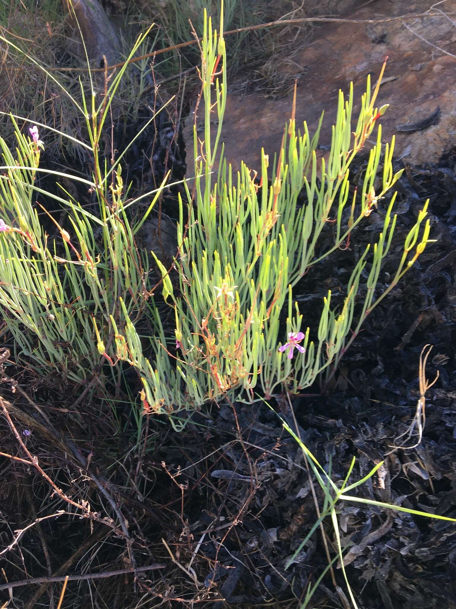 Image of Pelargonium laevigatum subsp. oxyphyllum (DC.) C. M. Schonken