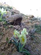 Image of Iris caucasica Hoffm.