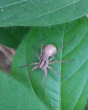 Image of Pardosa laura Karsch 1879