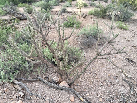 Imagem de Cylindropuntia acanthocarpa (Engelm. & J. M. Bigelow) F. M. Knuth