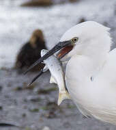 Image of South African mullet