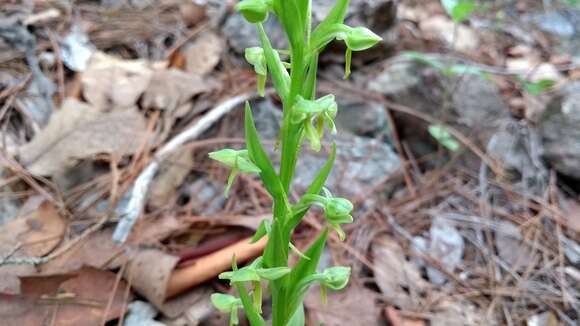 Image of Shortflowered bog orchid