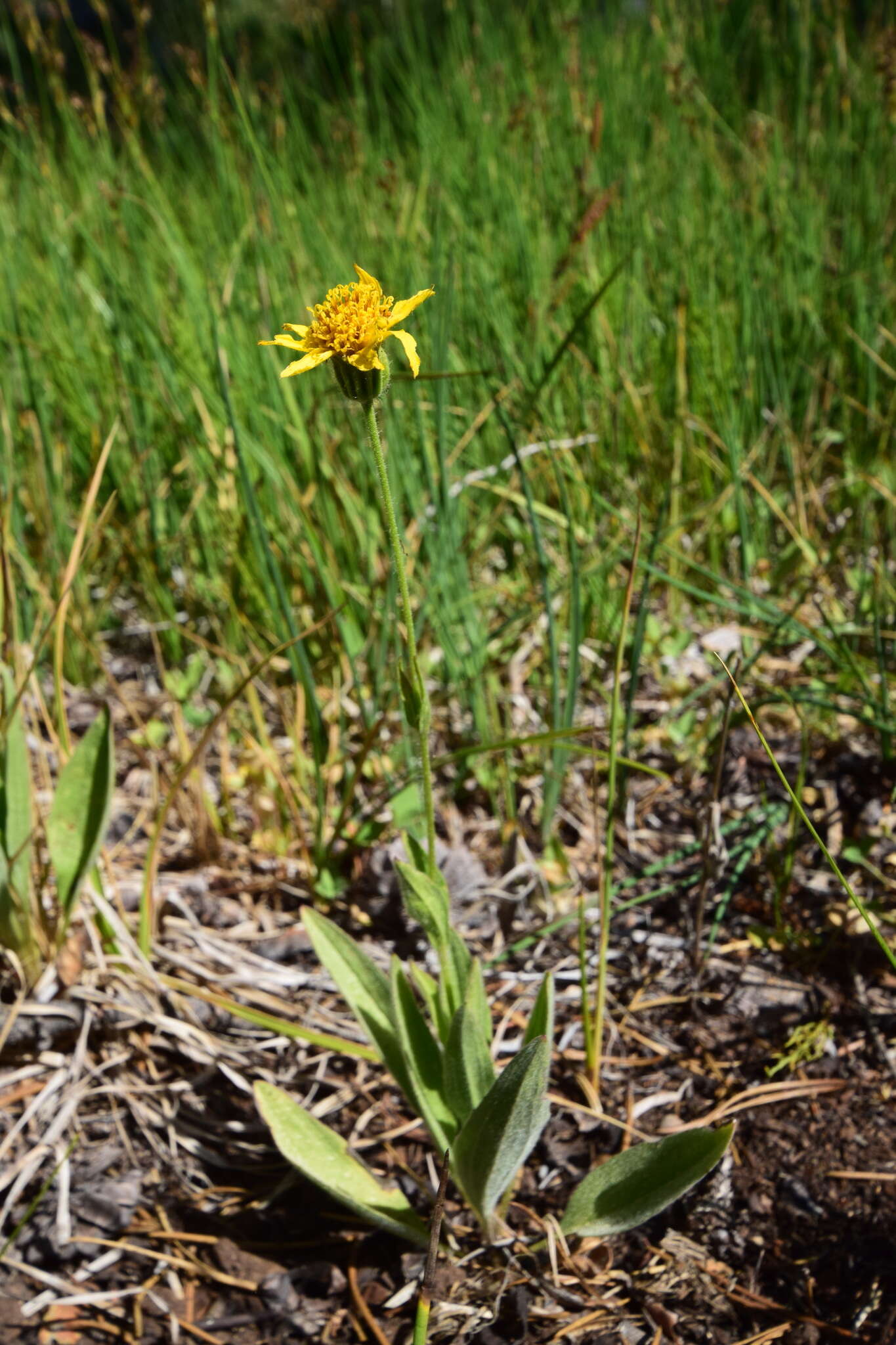 Image of hairy arnica