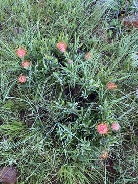 Image of Leucospermum gerrardii Stapf