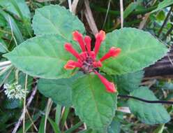 Image de Scutellaria costaricana H. Wendl.