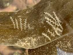 Image of bell hydroid