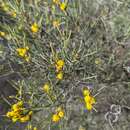 Image of Acacia nematophylla F. Muell. ex Benth.
