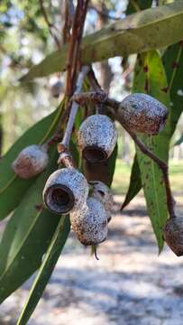 Image of Corymbia ptychocarpa (F. Müll.) K. D. Hill & L. A. S. Johnson