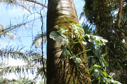 Monstera adansonii subsp. laniata (Schott) Mayo & I. M. Andrade resmi