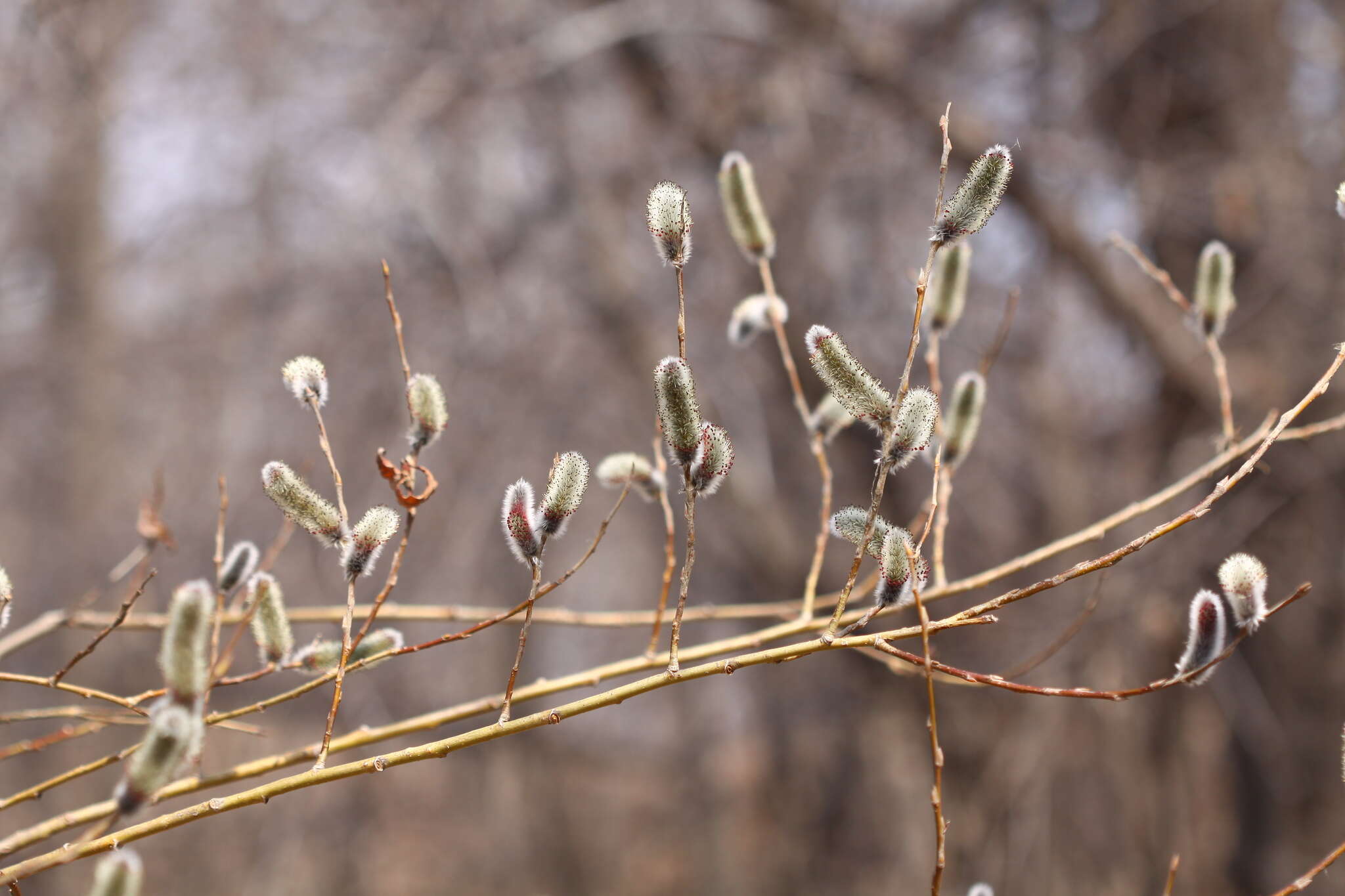 Image of rose-gold pussy willow