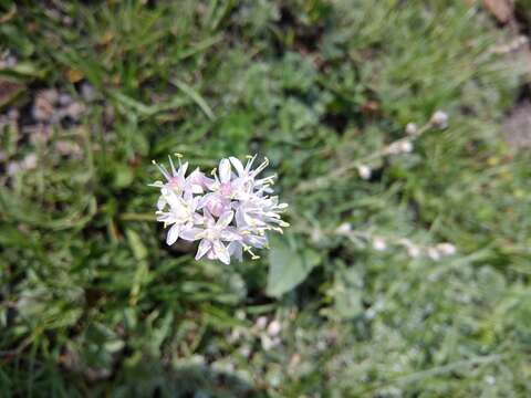 Image of Allium denudatum Redouté