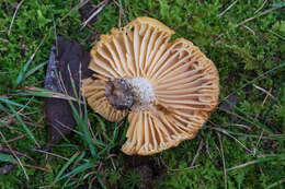 Image of Russula earlei Peck 1904