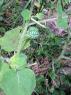 Image of tropical soda apple