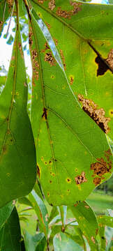 Image of Bucculatrix ainsliella Murtfeldt 1905