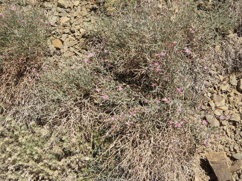 Image of skeletonweed