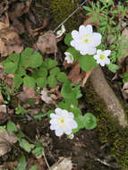 Image of Rue-Anemone